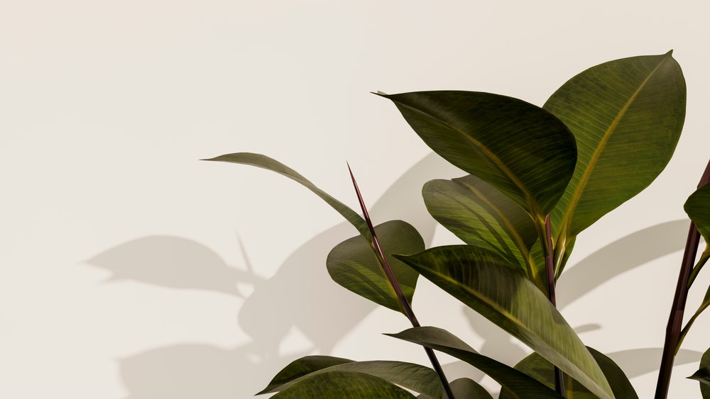 Green tropical houseplant leaves with visible veins casting shadows on a plain light indoor background.