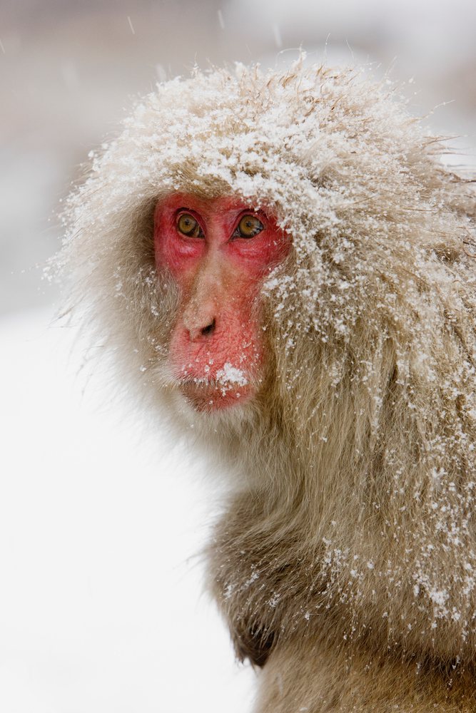Japanese macaque with snow-covered thick fur and red face in a snowy Nagano, winter environment, Japan.