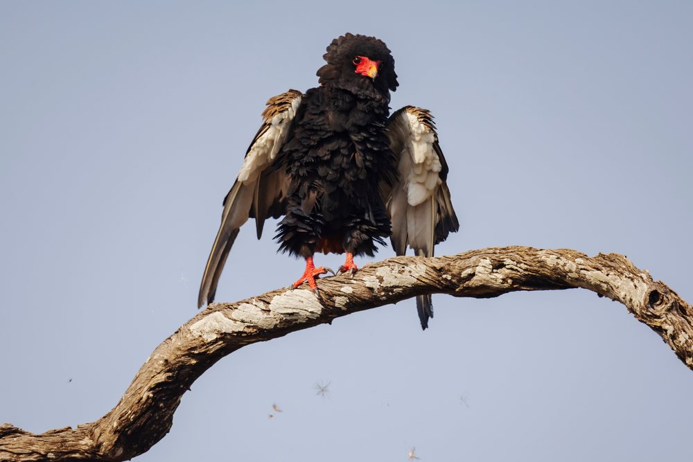 Female Bataleur bird with ruffled feathers perched on a branch, Zambia under clear sky, Wildlife, Mfuwe, South Luangwa National Park.