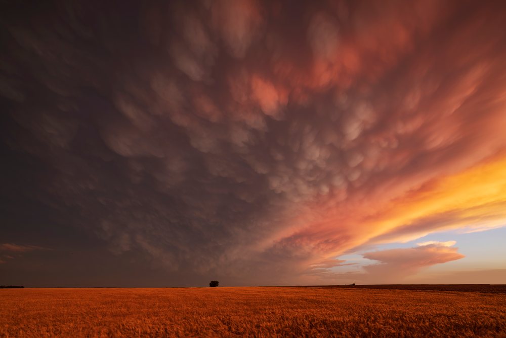 Mammatus clouds create dramatic patterns over a wheat field at Sunset, Storm Chasing, Weather, Environmental Issues, Windom, Kansas, USA.