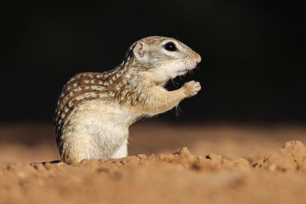 Mexican Ground Squirrel with brown and white striped fur stands on sandy desert terrain at Santa Clara Ranch, Wildlife, Rio Grande Valley, Texas, USA.