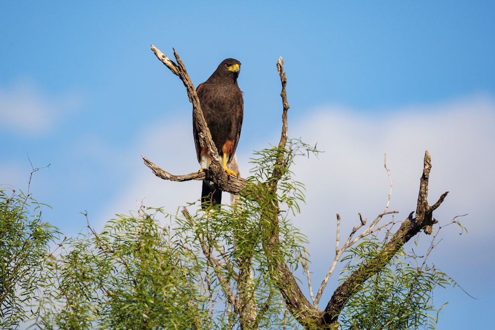 Harris hawk perched on a Mesquite Tree branch against a clear blue sky, Wildlife, Rio Grande Valley, Texas, USA.