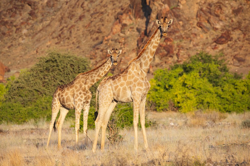 Two giraffes, mother and young, stand in the dry grasslands of Hoanib River Valley in Namibia's Kunene Region under sunlight, landscape, wildlife.