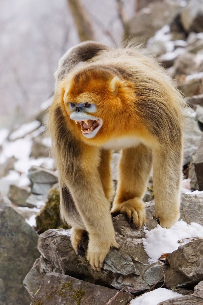 Golden monkey exhibiting a threatening pose on snowy rocky terrain, Qinling Mountains, Shaanxi Province, China.
