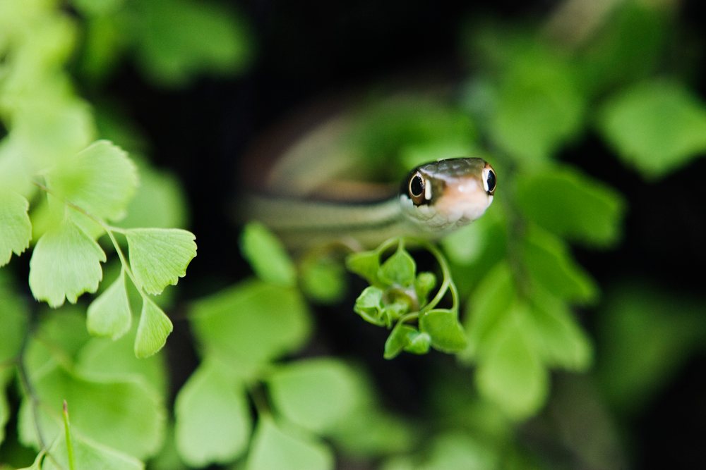 Close-up of a snake peeking through green leaves in a natural outdoor Texas setting, wildlife, USA.