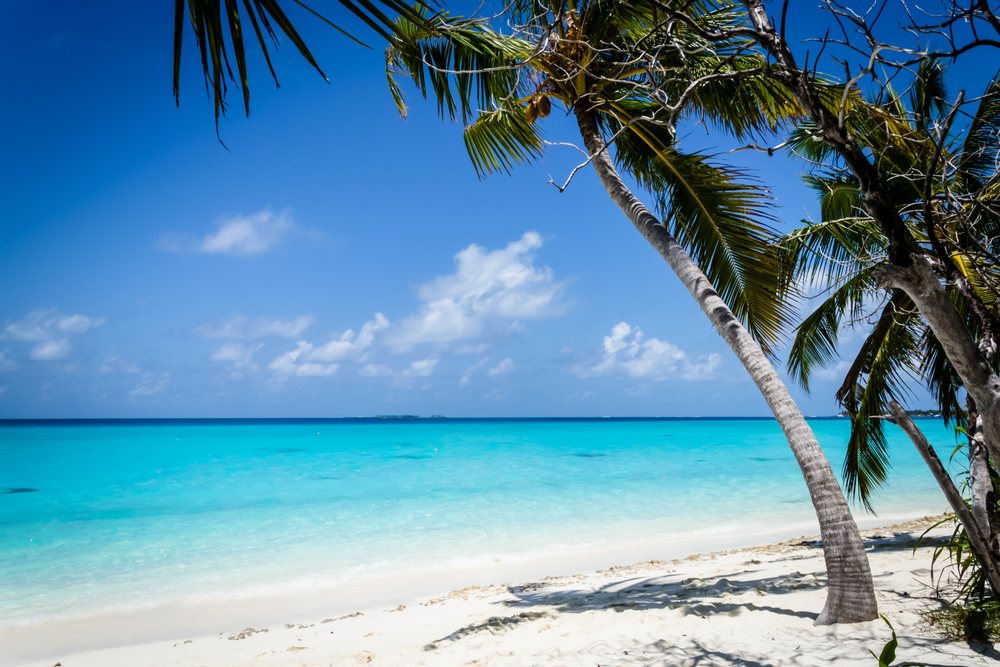 Tropical beach with palm trees, white sand, and turquoise ocean water under blue skies, summer, Holliday, travel, landscape, Maldives.