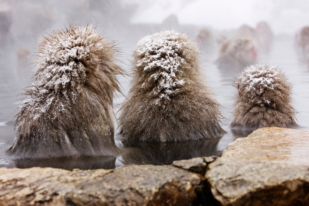 Japanese macaques bathing together in a steaming hot spring, Jigokudani Onsen, Nagano, Japan.
