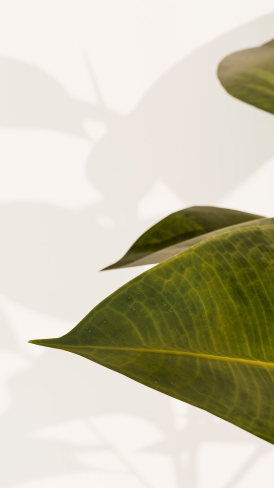 Closeup of a green leaf with visible veins casting soft shadows on a light background in natural sunlight.