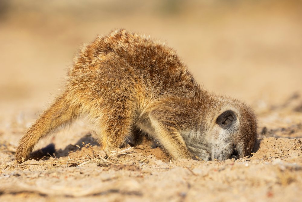Meerkat forages by digging in dry sandy soil at Kalahari Research Center, Wildlife, Vanzylsrus, Northern Cape, South Africa.