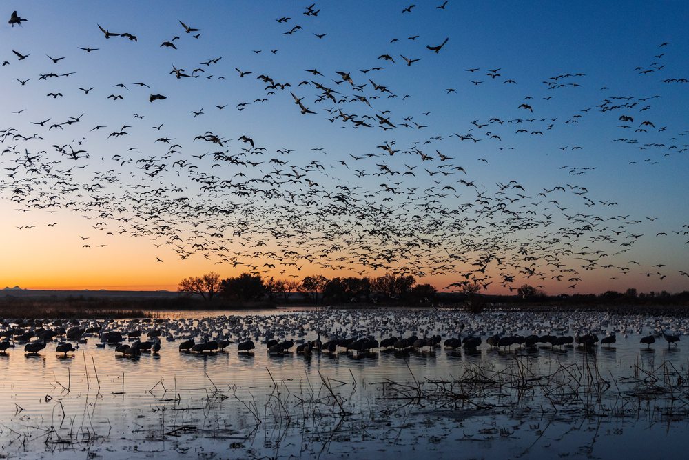 Many Snow Geese fly over a wetland with others on water at Dawn in New Mexico's Ladd S Gordon Waterfowl Complex, landscape, wildlife, Bernardo Waterfowl Management Ar, USA.