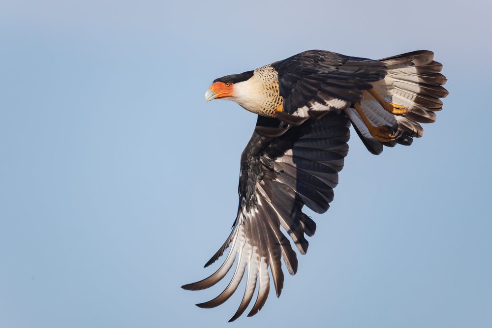 Crested Caracara bird in Flight with wings spread against a clear blue sky over Santa Clara Ranch, Wildlife, Rio Grande Valley, Texas, USA.