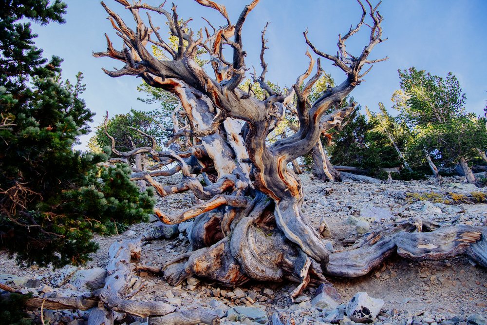 Bristlecone pine tree with twisted branches on rocky terrain in an outdoor natural landscape under a clear blue sky, Great Basin, endorheic watersheds, North America, USA.