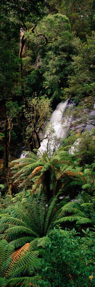 Triplet Falls waterfall cascades through lush green tree ferns and dense forest vegetation in Victoria, Triplet Falls Victoria, Australia.