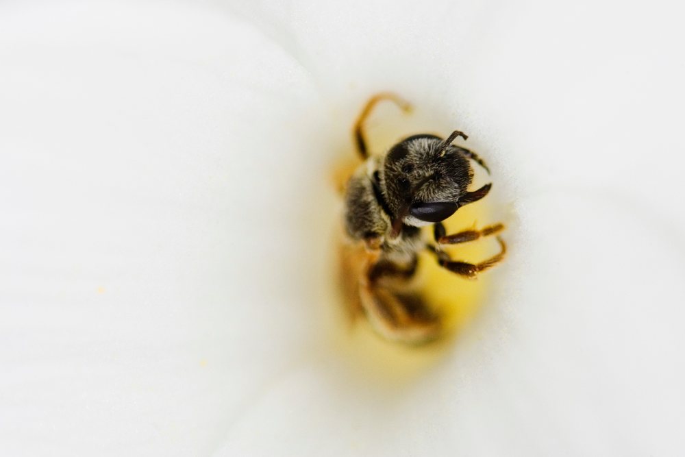 Macro photograph of a bee resting on the center of a white flower with yellow petals in Texas wildlife, USA.