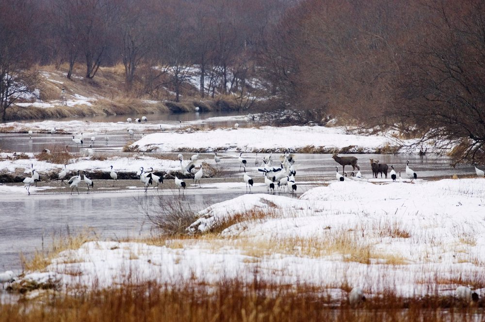Red crowned cranes and sika deer coexist in a snowy, shallow river landscape in wintertime, Hokkaido, Japan.