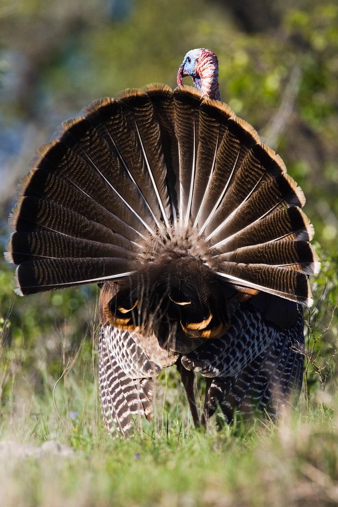 Wild male turkey displays tail feathers while standing on grass in a natural habitat, wildlife, Texas, USA.