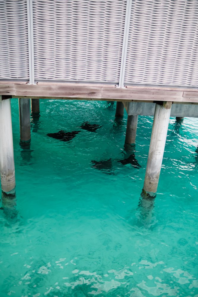 Stingrays swim under a wooden pier in clear waters
