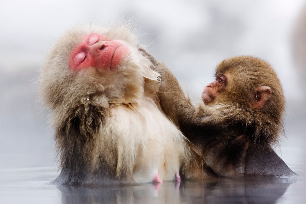 Two Japanese macaques sit in a hot spring, with one grooming the other amid misty outdoor conditions, Nagano, Japan.