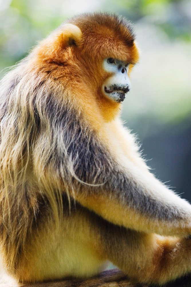 Golden monkey sitting and looking to the side in its natural habitat, Shaanxi Province, China.
