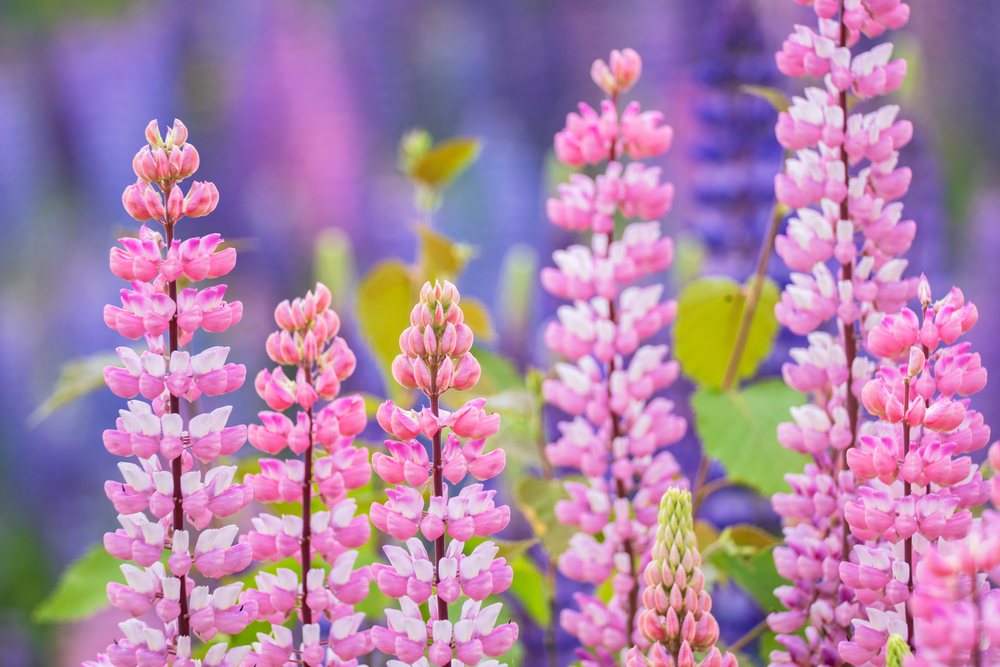 Pink and purple Lupines bloom in a flower field, Landscape, Wildlife, Lifestyle, Summerford, Newfoundland & Labrador, Canada.