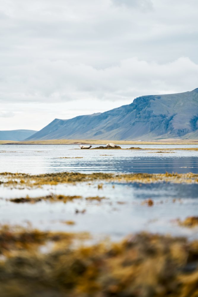 Two seals resting on a rocky shoreline with mountains