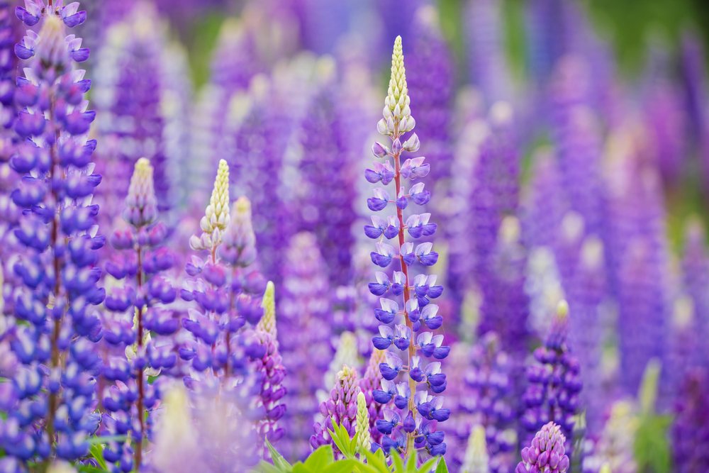 Purple Lupines blooming in a flower field during summer, Landscape, Wildlife, Lifestyle, Summerford, Newfoundland & Labrador, Canada.