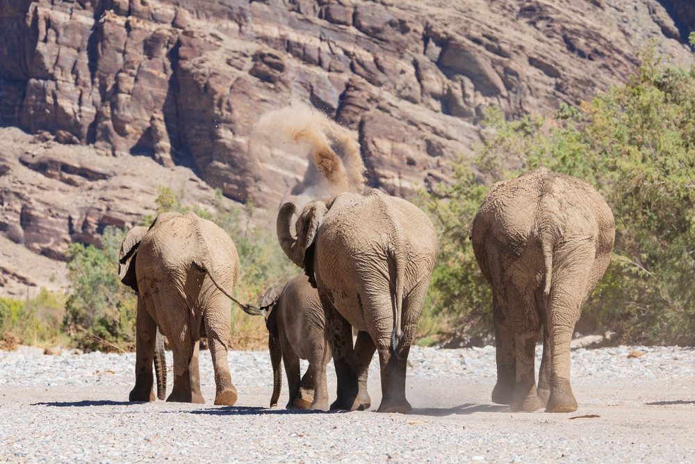 Herd of African Elephants dust bathing while walking on a dry riverbed in Hoanib River Valley, landscape, wildlife, Sesfontein, Kunene Region, Namibia.