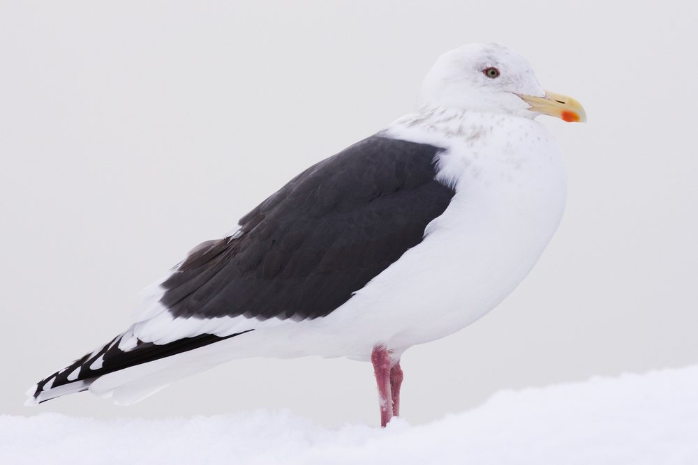 Slaty-backed gull with pink legs and yellow beak standing on snow during winter wildlife season, Japan, Asia.