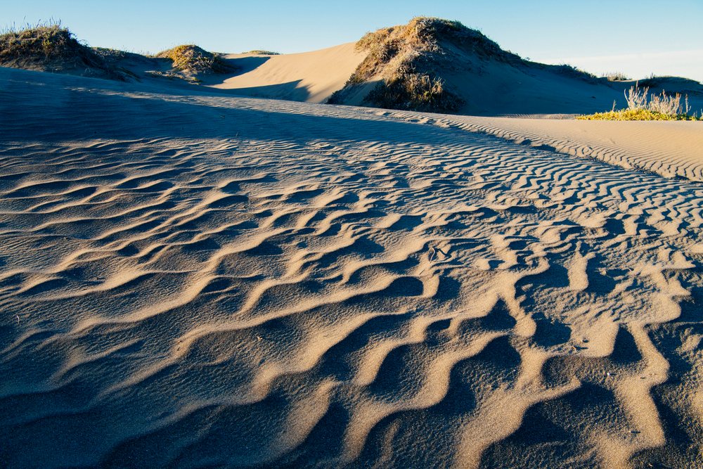 Sand dunes with ripple patterns and sparse vegetation under a clear blue sky in natural sunlight, northern, Oregon, California, USA.