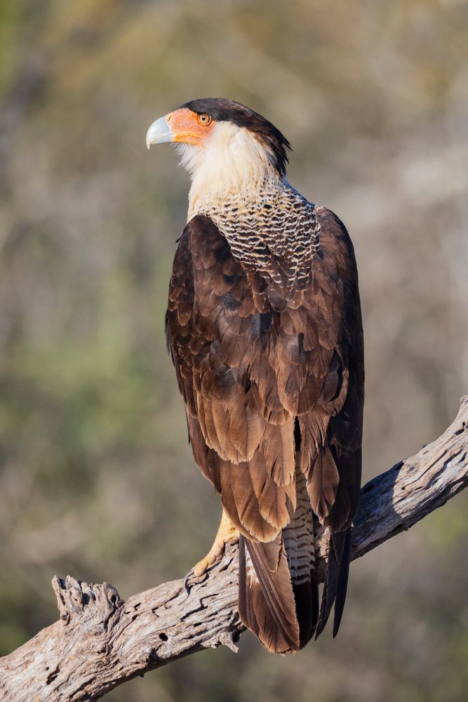 Crested Caracara with brown and white feathers and orange facial skin perches on a branch in the natural habitat at Santa Clara Ranch, South, Wildlife, McCook, Texas, USA.