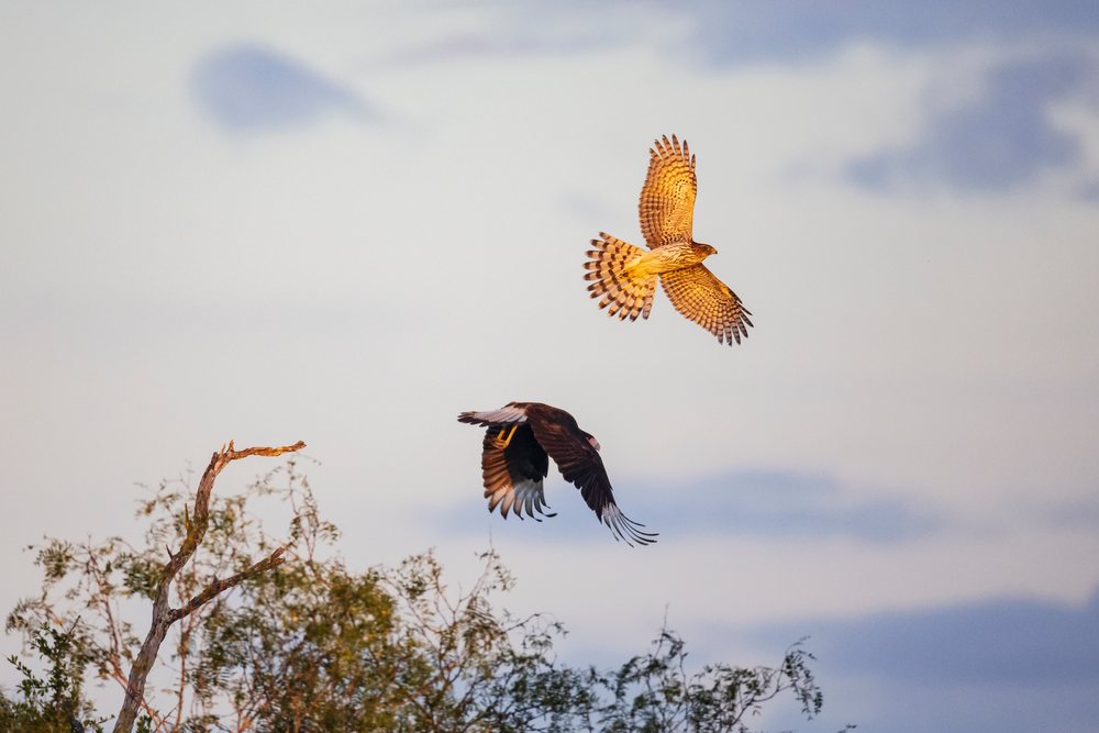 Cooper's hawk flies above Crested Caracara near a tree Perch at Santa Clara Ranch in Texas during daylight, Wildlife, Rio Grande Valley, USA.