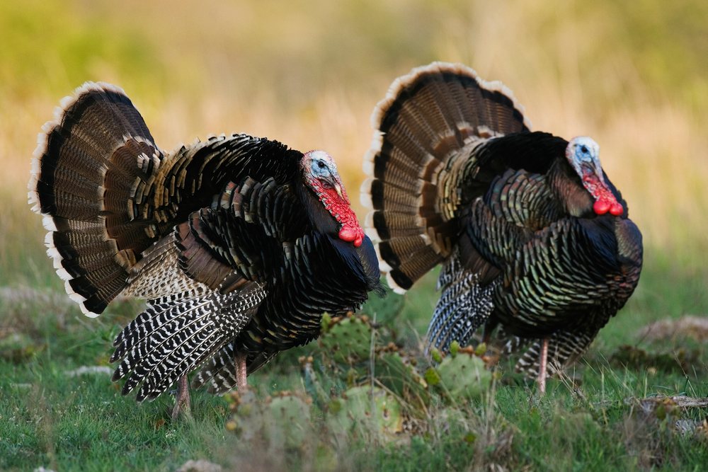 Two wild male turkeys strutting on grass, showing their fanned tail feathers during breeding display, wildlife, Texas, USA.