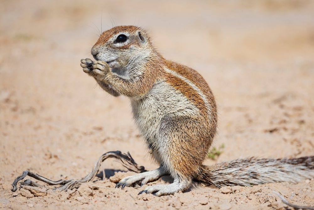 African Ground Squirrel standing on dry soil with visible claws and bushy tail in the Kalahari Desert, Wildlife, Vanzylsrus, Northern Cape, South Africa.