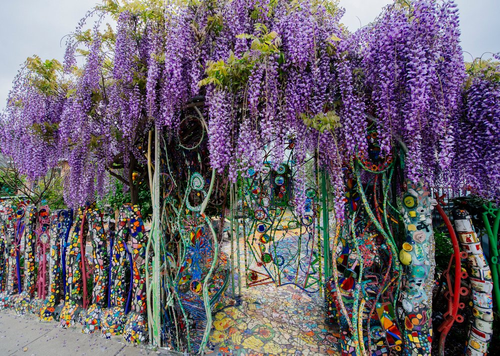 Wisteria with purple flowers blooms over a colorful mosaic fence at a garden entrance in California, USA.