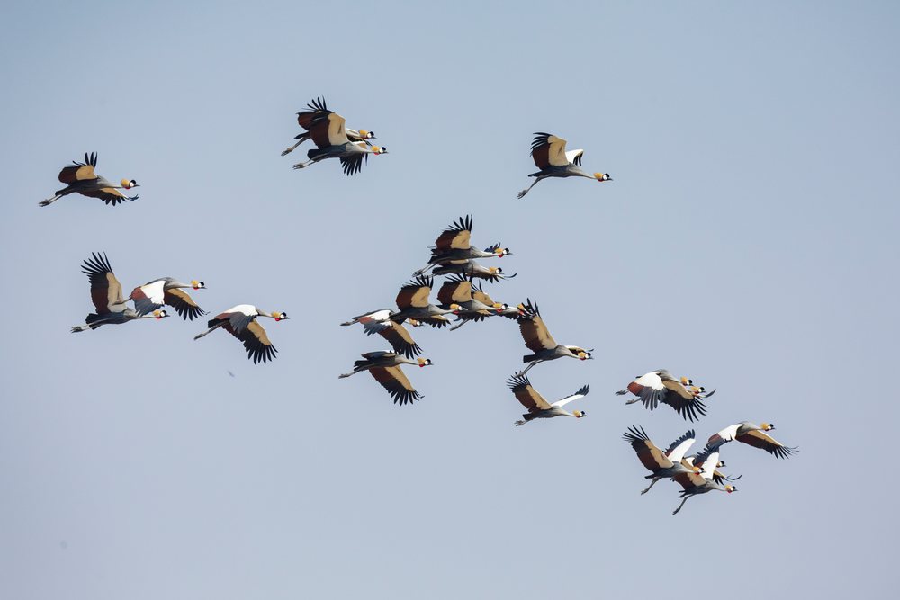 Flock of crowned cranes flying over South Luangwa National Park in Africa, Wildlife, Mfuwe, Zambia.