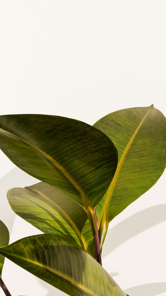 Close-up of green rubber plant leaves with distinct veins and natural light casting shadows on stems.