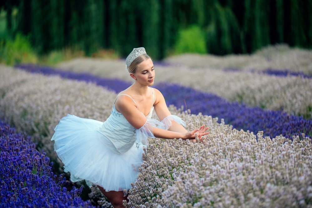 A ballet dancer wearing a white tutu and tiara poses gracefully among blooming lavender fields, WA, USA.