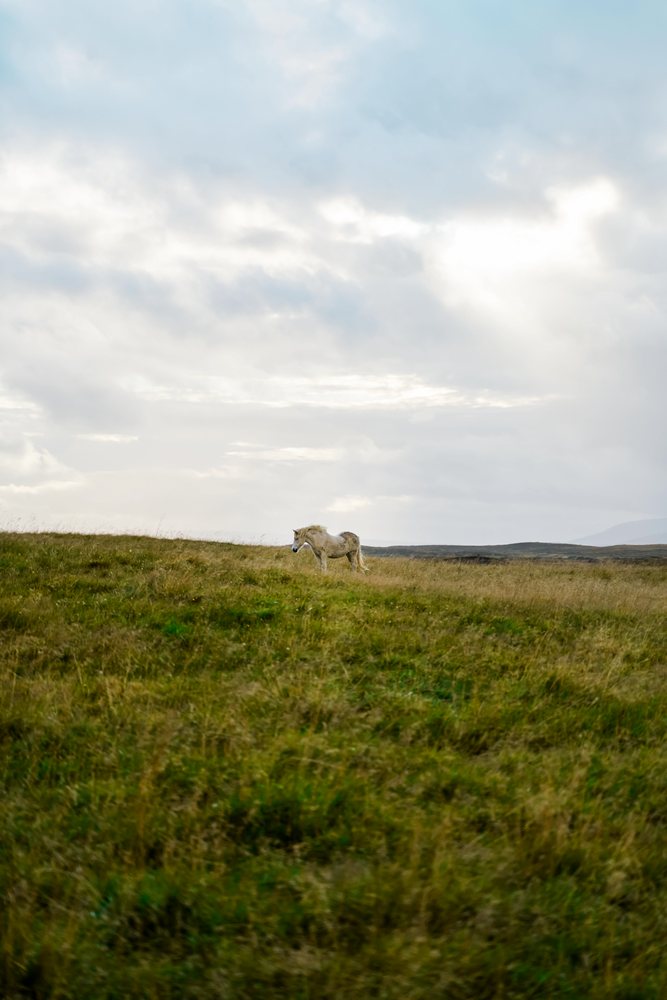 A white horse grazes calmly in a grassy field under a cloudy sky, Iceland.