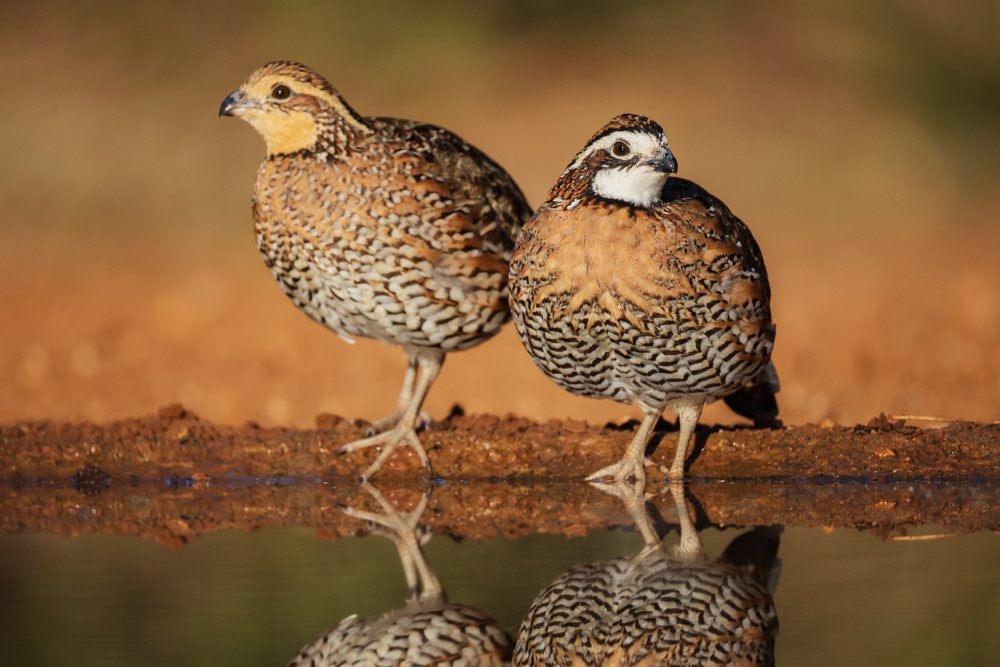 Two Bobwhite Quail stand on orange-brown soil beside water at Santa Clara Ranch, their reflections visible in the clear water, Wildlife, Rio Grande City, Texas, USA.