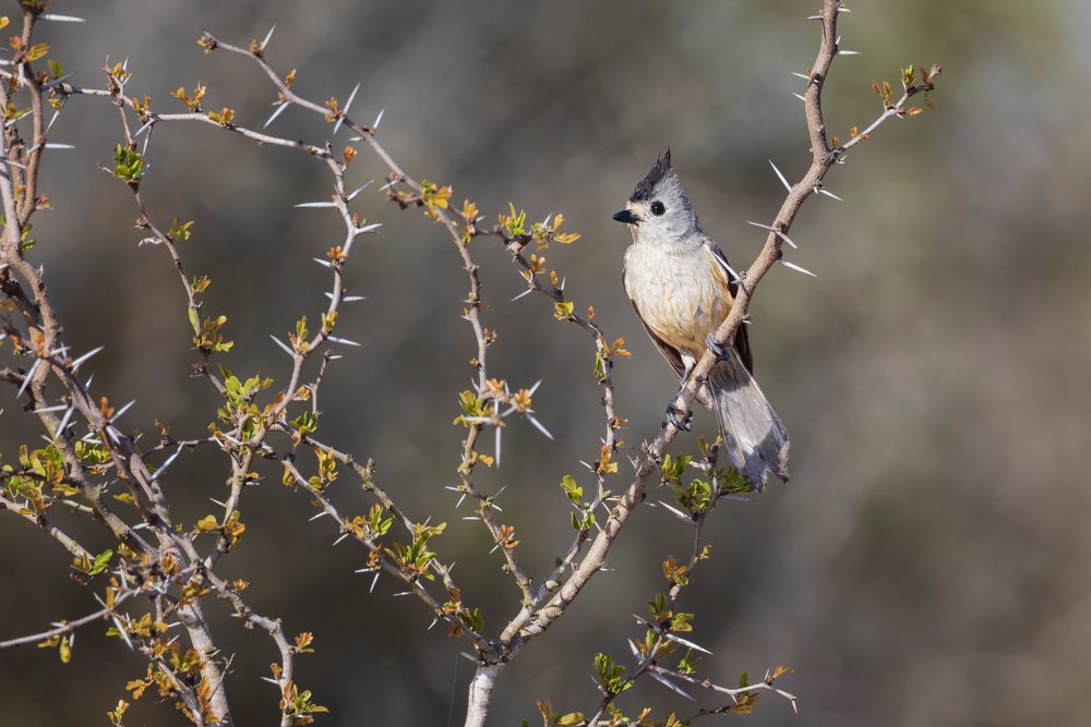 Black-Crested Titmouse is perched on a thorny branch at Santa Clara Ranch, Wildlife, McCook, Texas, USA.