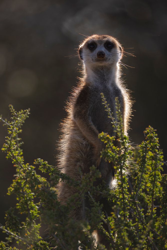 Meerkat standing upright alert among green bushes in the Kalahari Desert at the Kalahari Research Center, Wildlife, Vanzylsrus, Northern Cape, South Africa.