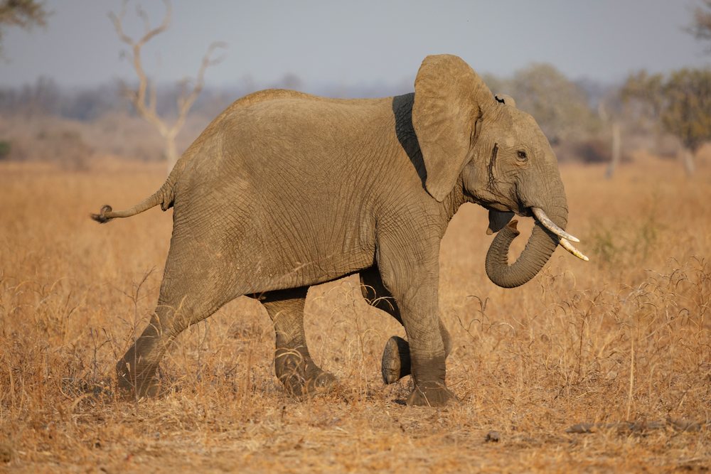 Juvenile Male elephant walking with curled trunk through dry grassy savanna, Wildlife, Mfuwe, South Luangwa National Park, Zambia.