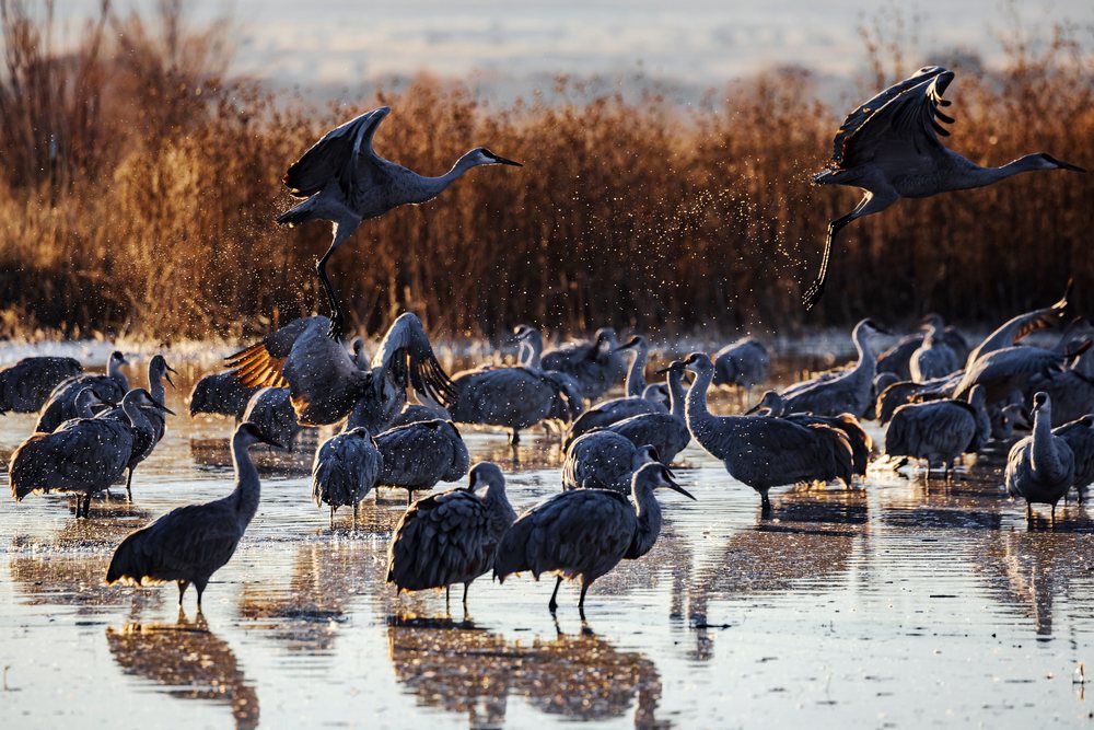 Sandhill cranes are taking flight from a wetland pond in New Mexico's Ladd S Gordon Waterfowl Complex, landscape, wildlife, Bernardo Waterfowl Management Ar, USA.