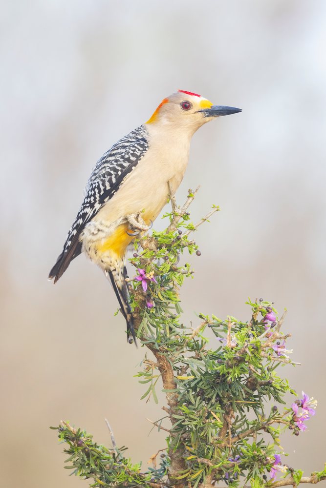 Golden-Fronted Woodpecker perched on a flowering branch in natural habitat, Wildlife, McCook, Texas, USA.