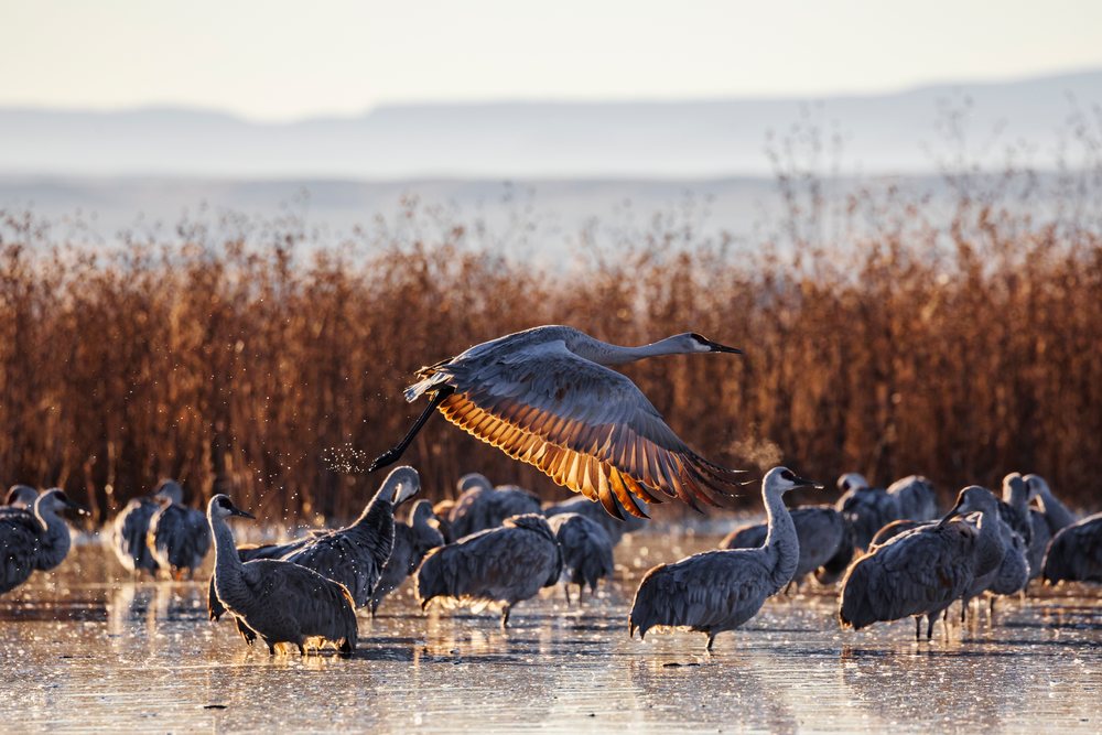Sandhill crane takes off from a roosting pond among other cranes standing in water at Ladd S Gordon Waterfowl Complex, landscape, wildlife, Bernardo Waterfowl Management Ar, New Mexico, USA.