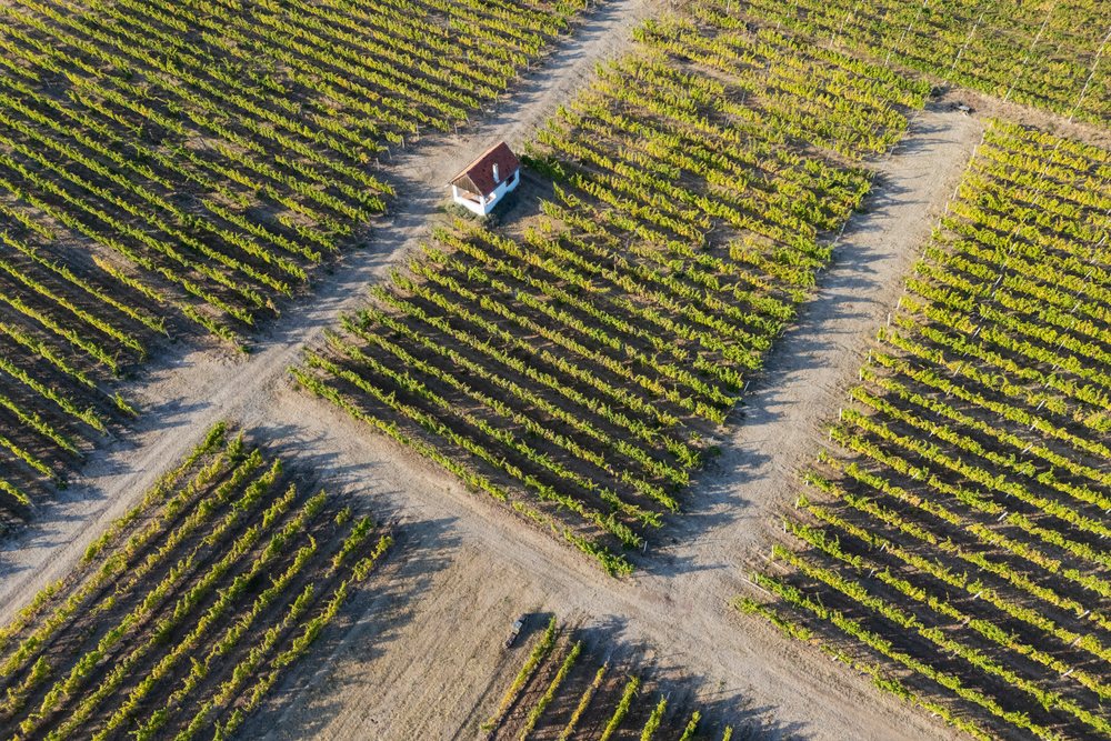 Aerial view of grape Vines growing in rows with a small building within a vineyard, Landscape, Tojaj, Hungary.