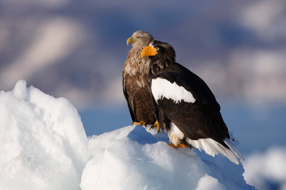 Two eagles, a white-tailed and a Steller's sea eagle, perched on ice in a snowy natural outdoor setting, Shiretoko Peninsula, Hokkaido.