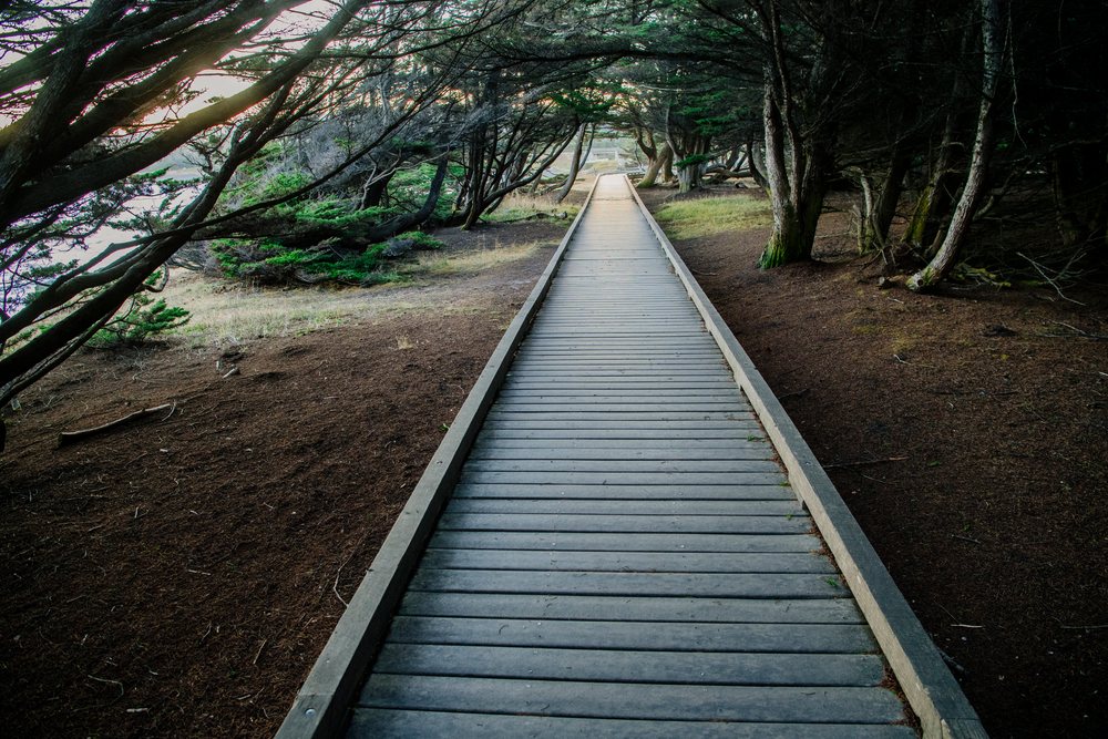 Wooden boardwalk trail through forest trees with sunlight filtering in northern Oregon and, California, USA.