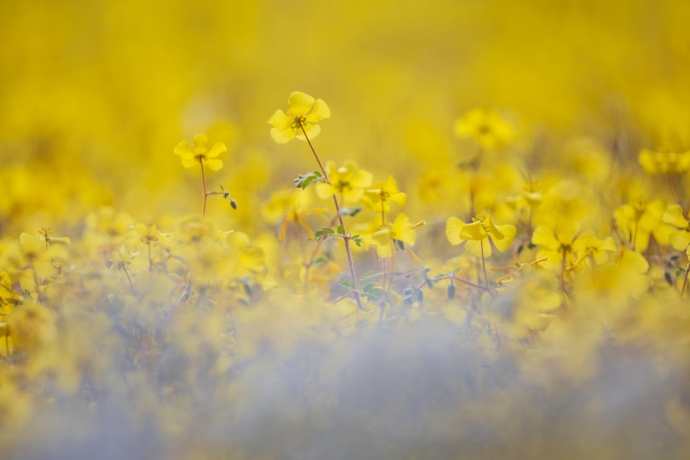 Devil's Thorn yellow flowers blooming in a natural wildflower field, landscape, wildlife, Kunene Region, Namibia.