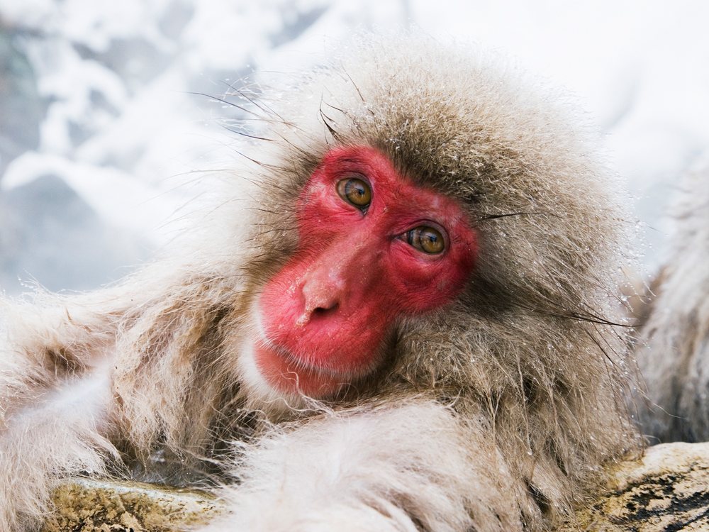 Japanese macaque with red face and thick fur resting on a rocky surface in a snowy environment, winter, wildlife, Japan, Asia.